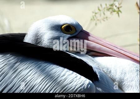 Un gros plan d'un Pelican au repos - montrant son grand oeil jaune. Les pélicans sont communs, mais trouver un qui repose son long cou sur son corps n'est pas si commun. Banque D'Images