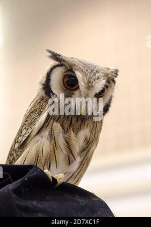 Portrait de hibou, Strigiformes Banque D'Images