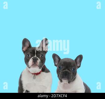 Un chien de taureau français dutiful portant un collier, regardant vers l'avant avec un chien de taureau français sur fond bleu Banque D'Images