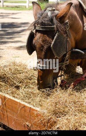 cheval brun de calèche tiré par un jour chaud Banque D'Images