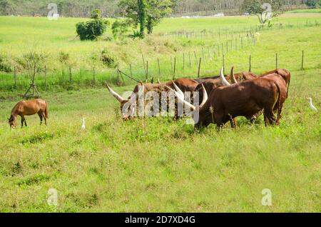 Vaches de Watusi dans la ferme au parc de singha, chiang rai Thaïlande Banque D'Images