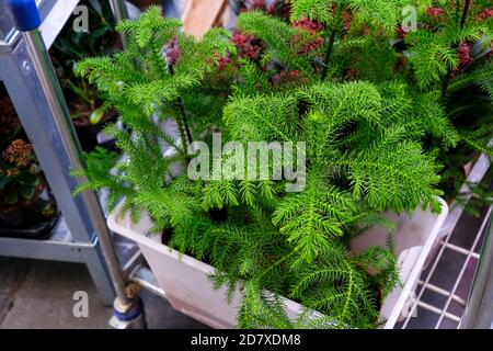 Araucaria Plant sur le pot de fleurs pour la vente dans le magasin. Choix des plantes maison Banque D'Images