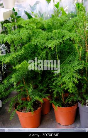 Araucaria Plant sur le pot de fleurs pour la vente dans le magasin. Choix des plantes maison Banque D'Images
