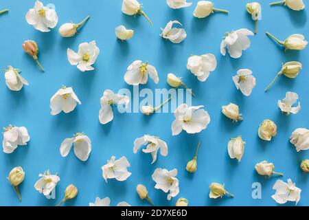 Bourgeons uniques en fleurs d'un pommier sur fond bleu vif. Motif floral pomme. Arrière-plan d'été. Vue de dessus, style de vie. Banque D'Images