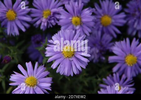 Aster dumosus 'Lady in Blue' avec des gouttes de pluie dans la rue Dans Nieuwerkerk aan den IJssel Banque D'Images