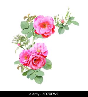 Bordure d'angle avec branche de rose avec fleurs roses. Cadre d'angle avec branches de rose grimpant. Isolé sur fond blanc Banque D'Images