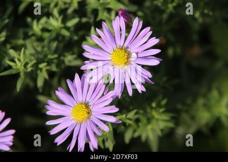 Aster dumosus 'Lady in Blue' avec des gouttes de pluie dans la rue Dans Nieuwerkerk aan den IJssel Banque D'Images