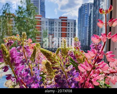 Un bouquet coloré de fleurs sauvages sur le seuil de la fenêtre d'un appartement de ville. Les lupins fleurissent sur fond urbain. Style de vie. Banque D'Images