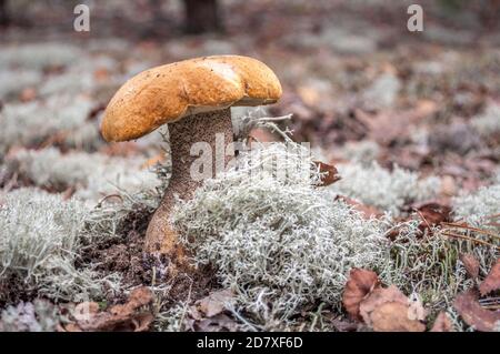 champignon de bouleau sur mousse grise, foyer sélectif Banque D'Images