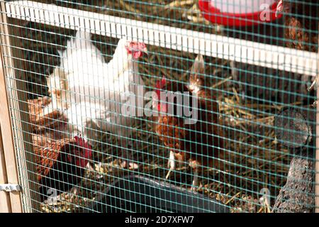 Poulets vivant leur meilleure vie à Sussex, Royaume-Uni. Banque D'Images