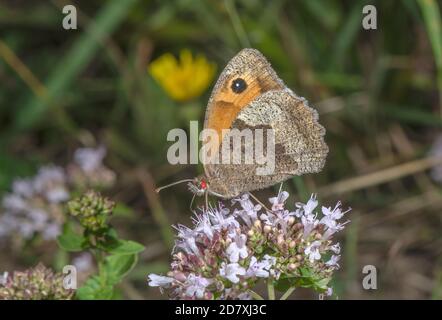Prairie Brown, Maniola jurtina, papillon, avec des acariens rouges, se nourrissant de fleurs de marjolaine. Banque D'Images
