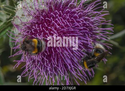 Bumblebees à queue de poule, Bombus terrestris, visite du chardon à l'encens, fleurs de Cirsium eriophorum pour le nectar, sur la craie en aval. Banque D'Images