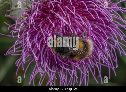 Bumblebee à queue de cheval, Bombus terrestris, visite du chardon à l'eau, fleurs de Cirsium eriophorum pour le nectar, sur la craie en aval. Banque D'Images