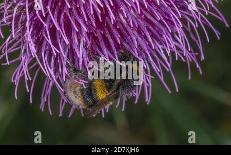 Bumblebee à queue de cheval, Bombus terrestris, visite du chardon à l'eau, fleurs de Cirsium eriophorum pour le nectar, sur la craie en aval. Banque D'Images