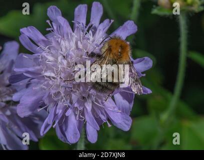 Abeille commune, Bombus pascuorum, nectaring on Field scabious, Knautia arvensis. Banque D'Images