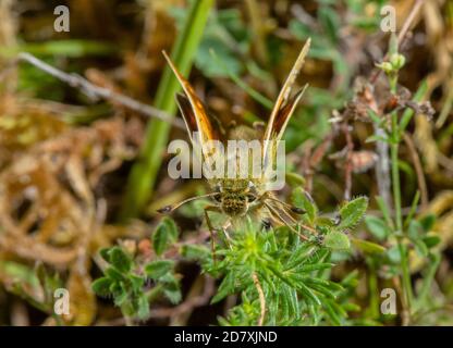 Hesperia Comma, skipper à pois argentés, femelle, sur la craie au fond du pays en août. Hampshire. Banque D'Images