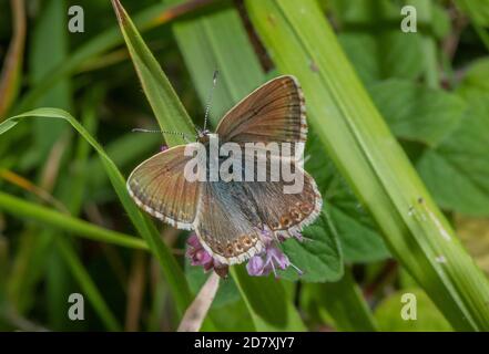 Femelle bleu craie, Polyommatus cordidon, se nourrissant de marjolaine, sur le fond de craie. Banque D'Images