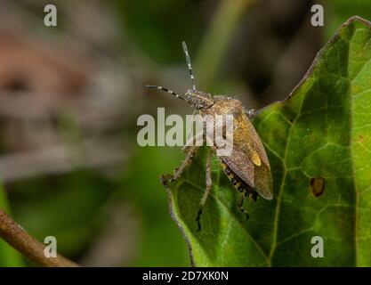 Un insecte de protection des cheveux, Dolycoris baccarum, perché sur une feuille, à la fin de l'été. Banque D'Images