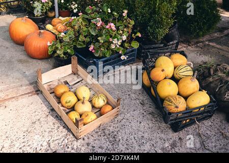 Beaucoup de citrouilles et de fleurs décoratives sur le marché agricole. Saison des fêtes de Thanksgiving et décor d'Halloween. Vers d'automne, consépt natura d'automne Banque D'Images