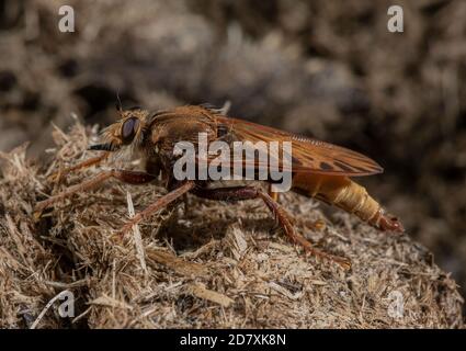 Mouche à mouches à filet mâle, Asilus crabroniformis, perchée sur des excréments dans une lande herbeuse, Dorset. Banque D'Images