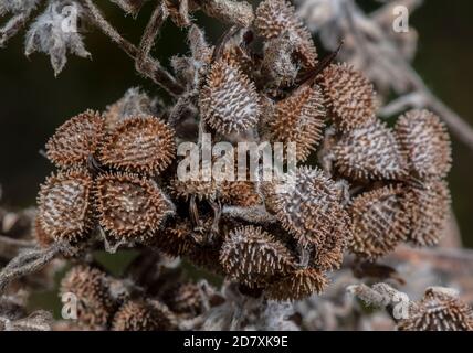 Fruits et graines de la longue commune, Cynoglosssum officinale, sur les prairies de craie. Banque D'Images