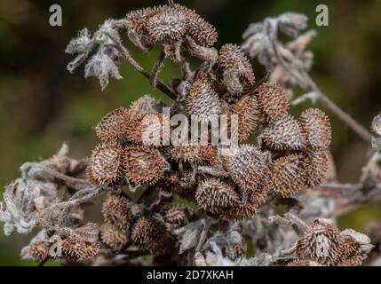 Fruits et graines de la longue commune, Cynoglosssum officinale, sur les prairies de craie. Banque D'Images