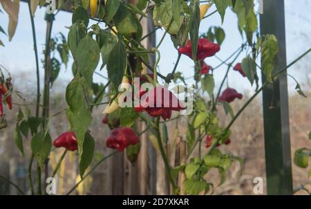 Chili biologique cultivé à la maison ou poivrons de Chili 'Bishops Crown' (Capsicum annuum) Culture dans une serre sur une allotement dans un légume Jardin Banque D'Images