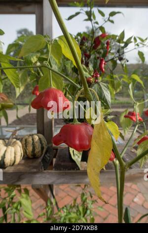 Chili biologique cultivé à la maison ou poivrons de Chili 'Bishops Crown' (Capsicum annuum) Culture dans une serre sur une allotement dans un légume Jardin Banque D'Images