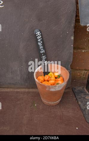 Pot de fleurs en terre cuite plein de poivrons de piment de Habanero orange et jaune (Chinois Capsicum) Sur une table en bois sur un allotement dans un Potager Banque D'Images