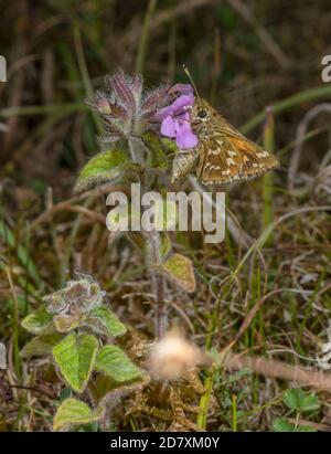 Hesperia Comma, femelle gravid, skipper à pois argentés, sur le basilic sauvage, sur la craie en août. Hampshire. Banque D'Images