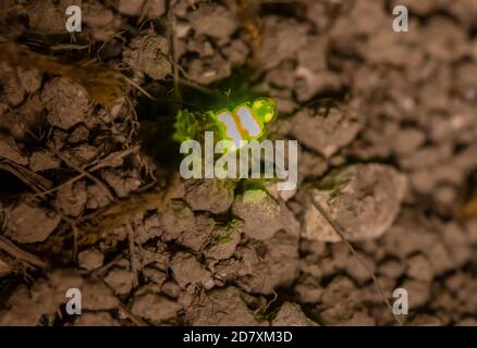 Lampyris Noctiluca, une femelle luisante de nuit dans les prairies de craie, pour attirer les mâles. Banque D'Images