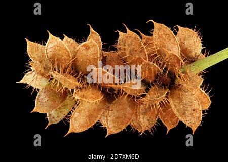 Glycyrrhiza glabra, Licorice, Echtes Süssholz, gros plan, fruits Banque D'Images