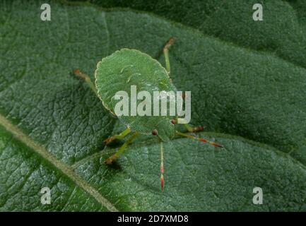 Nymphe de l'insecte vert, Palomena prasina, sur la feuille. Banque D'Images