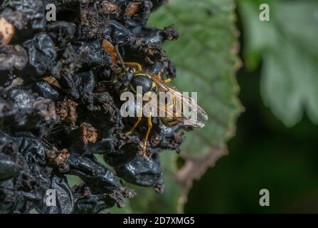 Guêpe commune, Vespula vulgaris, se nourrissant de mûres, fin de l'été. Banque D'Images