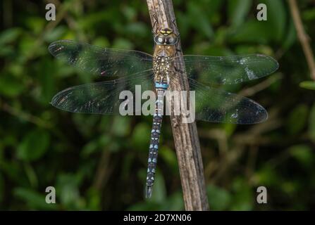 Homme migrant Hawker, Aeshna mixta, perché sur la tige de l'herbe à poux, Somerset. Banque D'Images