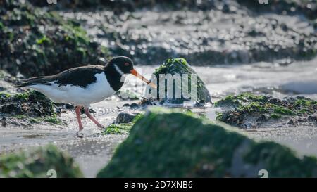 Oystercatchers à pied commun qui fourragent dans l'eau qui se retire entre les rochers d'un brise-eau, côte de la mer du Nord, Westkapelle, pays-Bas Banque D'Images