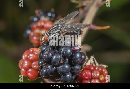 La mouche de la chair se nourrissant sur un blackberry mûr à la fin de l'été. Banque D'Images
