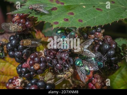 Mûres de mûre, couvertes de diverses mouches, en particulier des verdbottles et des mouches de grappe. hedgerow à la fin de l'été. Banque D'Images