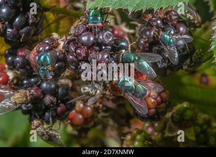 Mûres de mûre, couvertes de diverses mouches, en particulier des verdbottles et des mouches de grappe. hedgerow à la fin de l'été. Banque D'Images