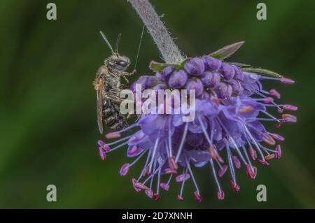 Petite abeille minière scabieuse, Andrena marginata sur Devil's bit scabious dans un pré humide, Somerset. Banque D'Images