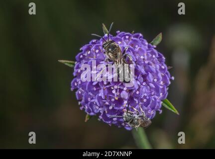 Petites abeilles minières scabieuses, Andrena marginata sur le Diable peu scabieux dans un pré humide, Somerset. Banque D'Images