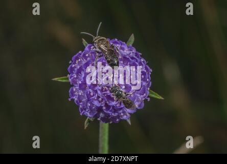 Petites abeilles minières scabieuses, Andrena marginata sur le Diable peu scabieux dans un pré humide, Somerset. Banque D'Images