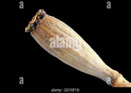 Papaver dubium, coquelicot à long tête, Saat-Mohn, gros plan, fruit aux graines, capsule, tête de graine Banque D'Images