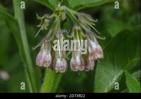 Commune de Comfrey, Symphytum officinale, en fleur le long de la rivière, Dorset. Banque D'Images