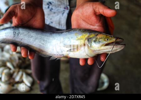 Dangereux wallago attu poisson-chat avec de nombreux requins comme la rivière des dents poisson monstre requin d'eau douce poisson-chat wallago à la main Banque D'Images