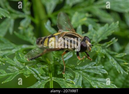 Un aéroglisseur, Helophilus trivittatus, se baquant sur la feuille dans le défrichement des bois. Banque D'Images