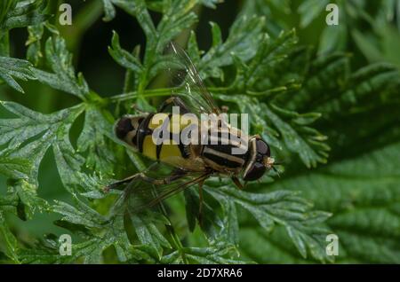 Un aéroglisseur, Helophilus trivittatus, se baquant sur la feuille dans le défrichement des bois. Banque D'Images