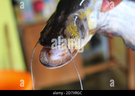 Dangereux wallago attu poisson-chat avec de nombreux requins comme la rivière des dents poisson monstre requin d'eau douce poisson-chat wallago à la main Banque D'Images