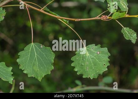 Feuilles de peuplier faux-tremble, Populus tremula à la fin de l'été. Banque D'Images