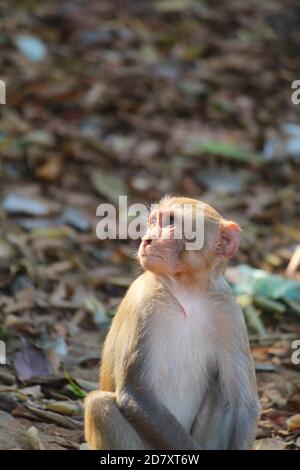 territoire de garde des singes macaques alpha mâles agressifs dans la jungle asiatique Banque D'Images